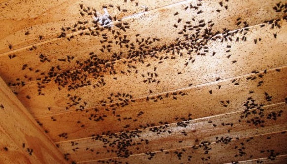 Invasión de moscas en hogares