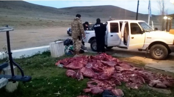 Intentaron pasar carne de equinos faenados y lomos de guanaco