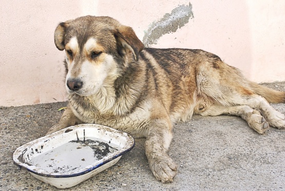 Vecinos del barrio del Carmen alarmados por perros envenenados