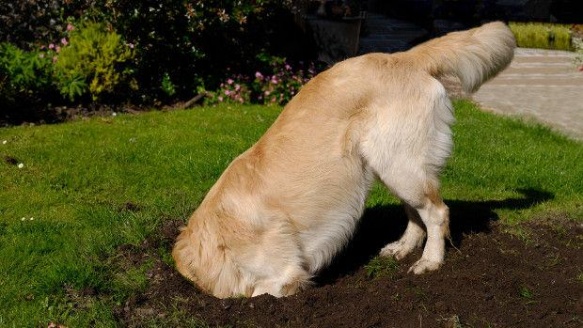 No existe un can que no disfrute enloquecido al remover tierra durante unos minutos