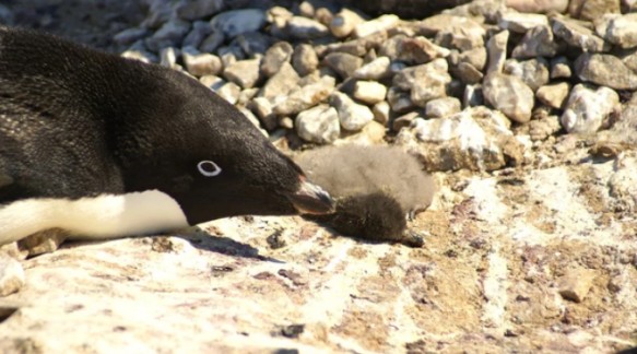 Uno de los pingüinos Adèlie, junto a su cría muerta.
